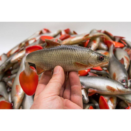 Guma Angry Lures Roach 22cm | NOR