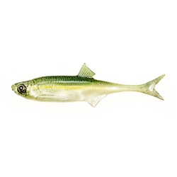 Przynęta ANGRY LURES Bleak F-Tail - 10cm - WGY