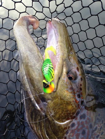 Headbanger Shad 11cm - Goldhead - Tonący
