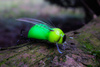 Wobler Engima Baits Smużak Osa 3,5cm | Limited Edition UV| pływający