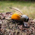 Wobler Engima Baits Osa 3,5cm | Osa Brązowa | pływający