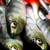 Guma Angry Lures Perch Jointed 13,5cm | GY