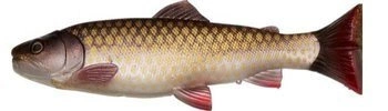 .Guma SAVAGE GEAR 3D Craft Trout Pulsetail 20cm 104g Dirty Roach