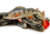 Guma Angry Lures Perch 19,5cm | NOR