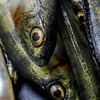 Guma Angry Lures Perch Multi Jointed 13,5cm | N