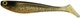 #358 Golden Shiner