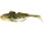 Spotted Goby \ 10