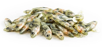 Przynęta ANGRY LURES Stickleback - 6cm - S
