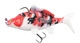 Koi Carp