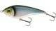 Blueback Herring
