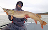 Guma Westin TwinTeez Pelagic V-Tail 20cm | Baitfish Ghost