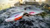 Jerk Lost Lures Ferox 12 cm - tonący - F5 - Roach