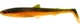 UV Craw
