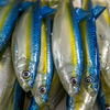 Guma Angry Lures Bleak V-Tail 20cm | TBY