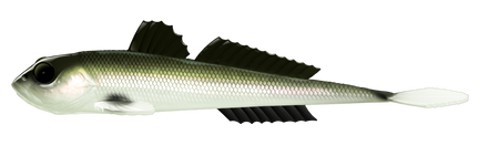 Przynęta Libra Lures Gobio 7.3" | 18.54 cm | 031 - Olive Whitefish