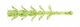 Chartreuse