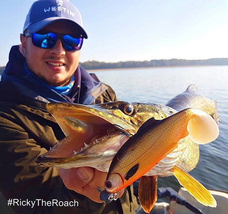 Zestaw Guma Westin Ricky the Roach ST 18cm 85 g Headlight - 1szt + Dozbrojka Vis Vangen
