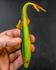 Guma Angry Lures Bleak F-Tail 17cm | GYO