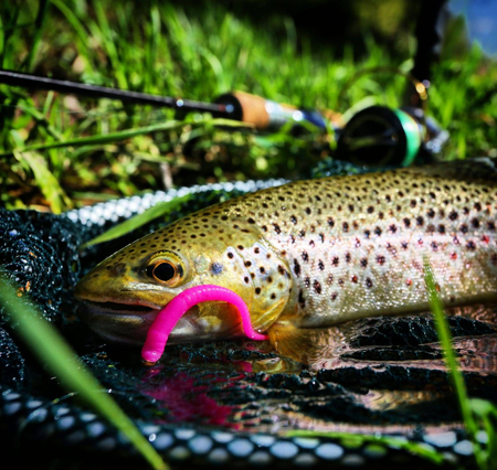 Przynęta Libra Lures Dying Worm 7cm | 040 - Black | brak zapachu | 15 szt.