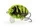 3 \ Wasp