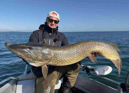 Guma Savage Gear 3D Whitefish Shad 17,5cm | Lemon Tiger