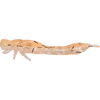 Guma Westin Odonata Ned Creaturebait 6,5cm | UV Shrimp | 4 szt.
