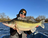 Guma Westin TwinTeez Pelagic V-Tail 20cm | Baitfish Ghost