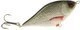 Roach