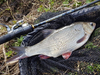 Wędka Savage Gear Parabellum CCS 246cm | 3-14g