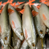 Guma Angry Lures Bleak V-Tail 20cm | NOO