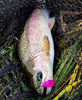 Wahadłówka Madey Pazur 2,3g | Rainbow Trout