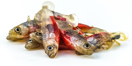Guma Angry Lures Stickleback 6cm | NS