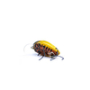 Wobler Engima Baits Owad 3cm | Żółto-Miedziany | pływający