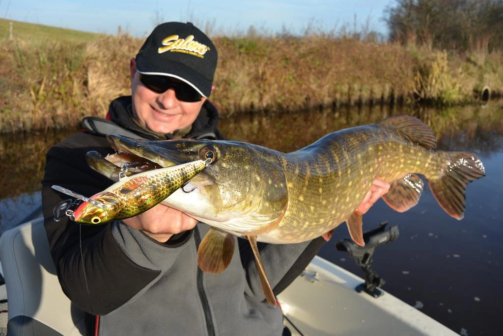 Wobler Salmo Perch 8cm | Hot Perch | pływający