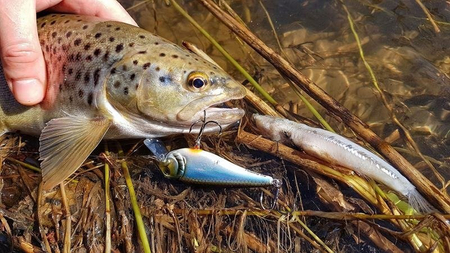 Wobler Westin RawBite Crankbait 7cm | Bling Perch | pływający