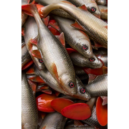 Guma Angry Lures Roach 22cm | NOR