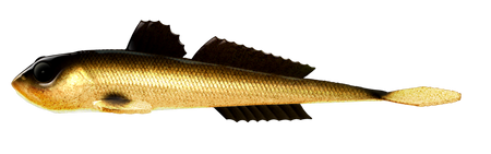 Przynęta Libra Lures Gobio 7.3" | 18.54 cm | 009 - Gold
