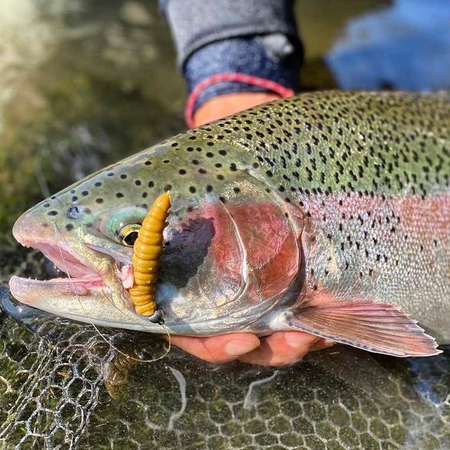 Przynęta Libra Lures Larva 3.5cm | 017 - Bubble Gum | ser | 12 szt.