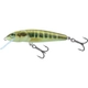 Minnow