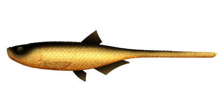 Przynęta Libra Lures Bleak Slug Tail 8.2" | 20.8 cm | 009 - Gold