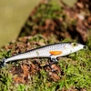 Wobler Engima Baits Comma 7cm - Kleń - tonący