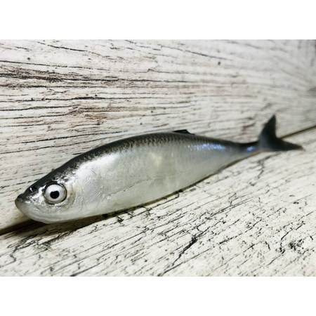 Guma SEWRO CUSTOM BAIT Ukleja 16cm- Czarna Naturalny Ogon