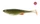11 \ Natural Green Roach