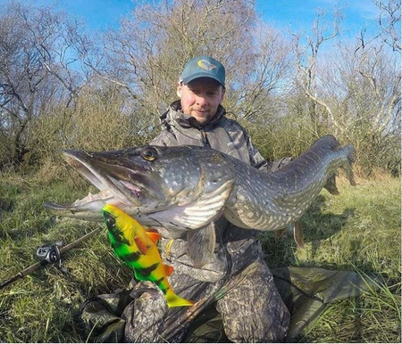 Guma Savage Gear 4D Perch Shad 17,5cm | SS | Firetiger