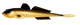 009 Gold