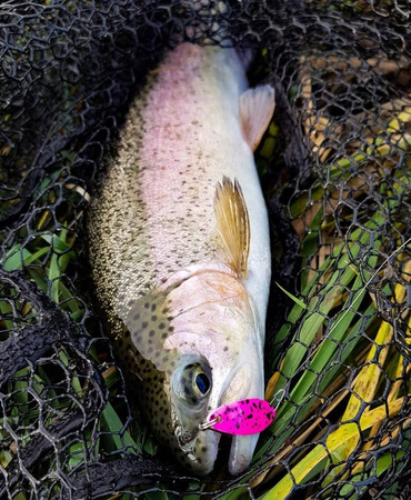 Wahadłówka Madey Pazur 2,3g | Rainbow Trout