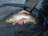 Podbierak Daiwa Prorex Wading Net | 55x45cm