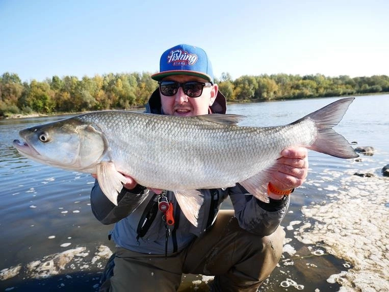 Wobler Salmo Thrill 5cm - tonący - Real Bleak