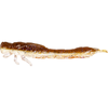 Guma Westin Odonata Ned Creaturebait 6,5cm | Brown Shiner | 4 szt.