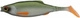 Baitfish